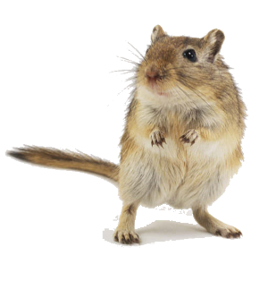 a cute gerbil